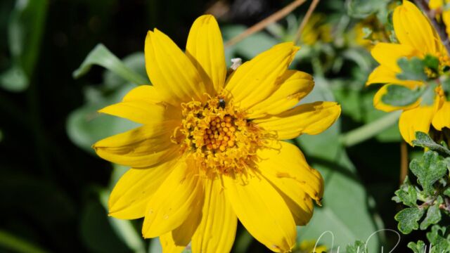 Balsamorhiza sagittata Arrow leaved balsam root, Balsamorhiza sagittata