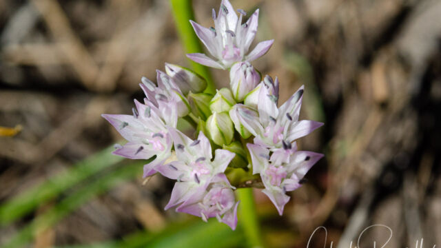 Allium lemmonii Lemmon's onion, Allium lemmonii