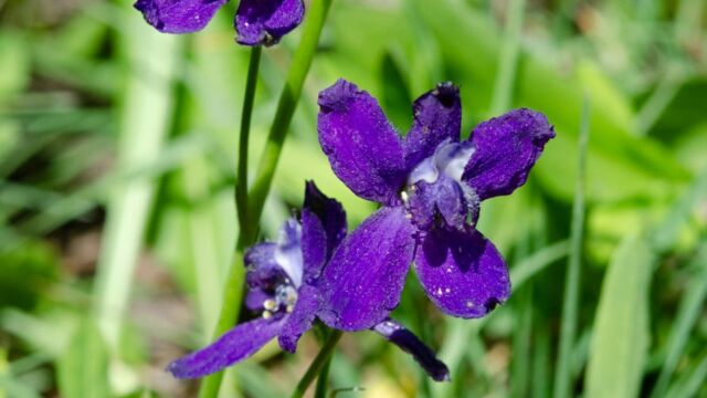 Delphinium nuttallianum Meadow larkspur, Delphinium nuttallianum
