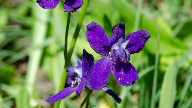 Delphinium nuttallianum Meadow larkspur, Delphinium nuttallianum