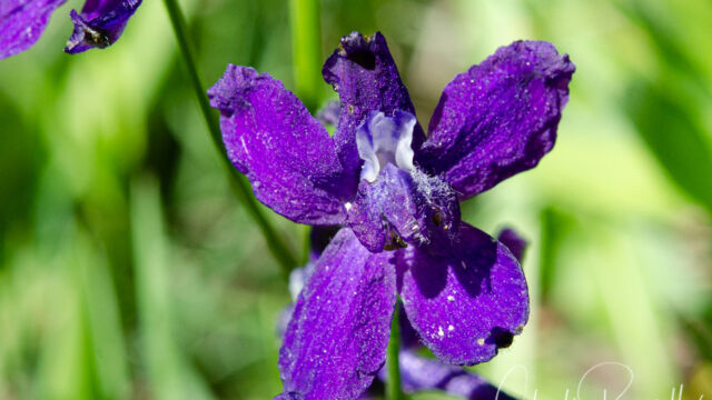 Delphinium nuttallianum Meadow larkspur, Delphinium nuttallianum