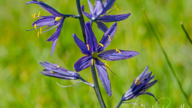 Camassia quamash Small camas, Camassia quamash