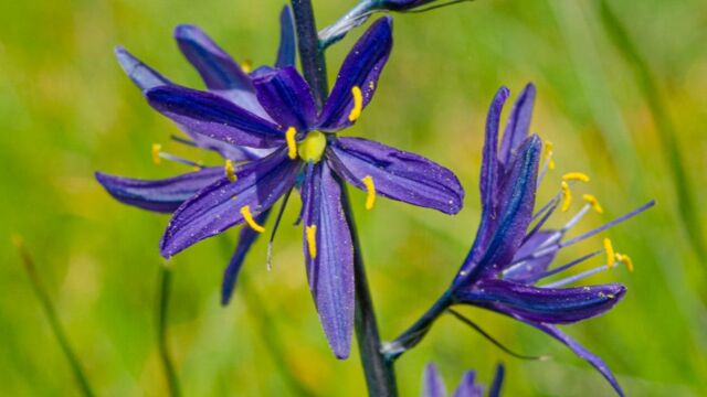 Camassia quamash Small camas, Camassia quamash