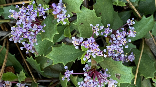 Ceanothus prostratus Mahala mats, Ceanothus prostratus