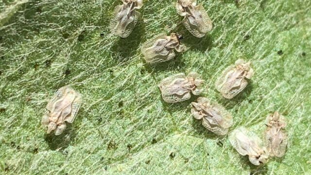 Corythucha morrilli, on Wyethia mollis Morrill Lace Bug, Corythucha morrilli, on Wyethia mollis