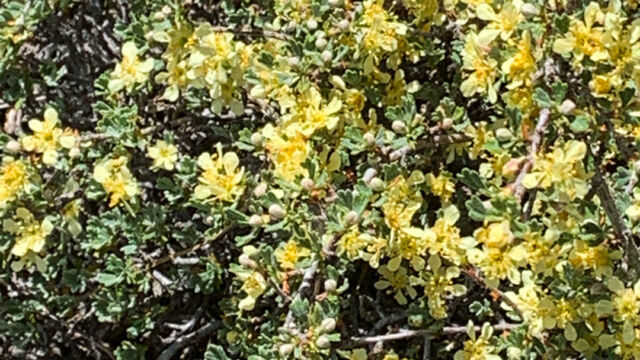 Purshia tridentata Antelope bitterbrush, Purshia tridentata