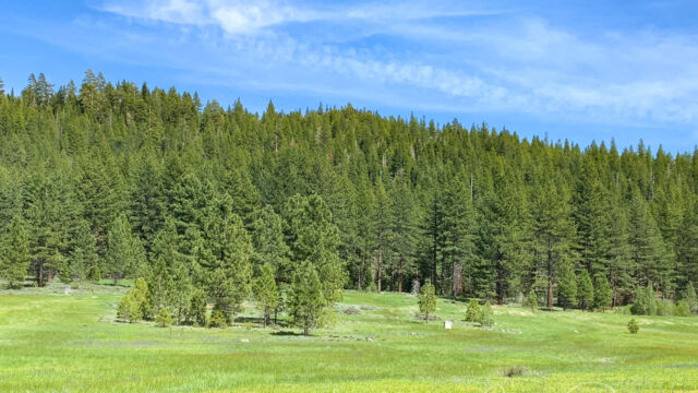Wet meadow at Elizabethtown Meadows