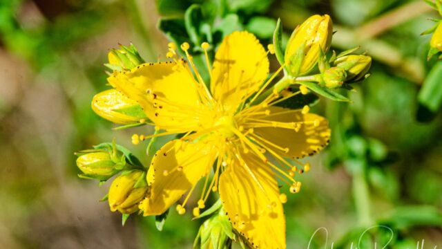 Klamathweed, Hypericum perforatum Klamathweed, Hypericum perforatum
