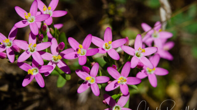Muehlenberg's centaury, Zeltnera muehlenbergii (could be Z. davyi?) Muehlenberg's centaury, Zeltnera muehlenbergii