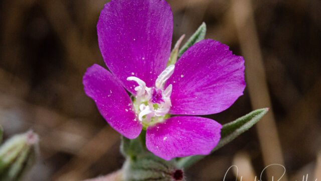 Winecup clarkia, Clarkia purpurea Winecup clarkia, Clarkia purpurea