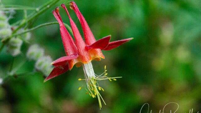 Crimson columbine, Aquilegia formosa Crimson columbine, Aquilegia formosa