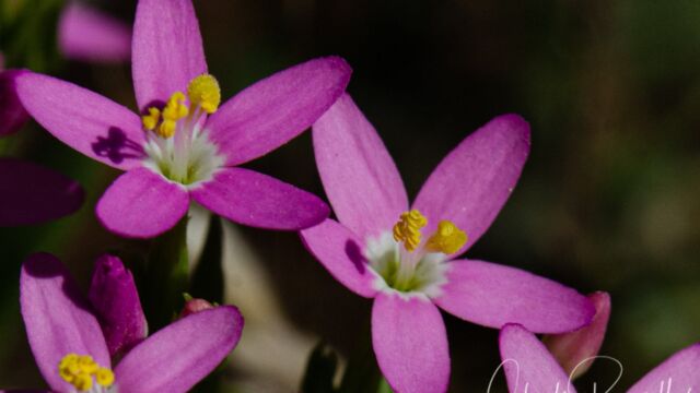 Muehlenberg's centaury, Zeltnera muehlenbergii (could be Z. davyi?) NOTE the corkscrew anthers! Muehlenberg's centaury, Zeltnera muehlenbergii