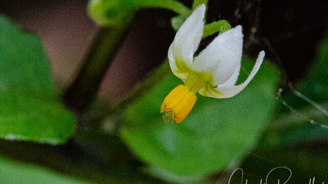 American black nightshade, Solanum americanum American black nightshade, Solanum americanum
