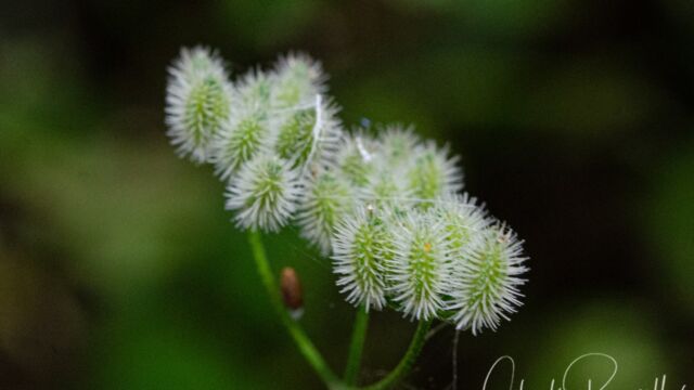 Tall sock destroyer, Torilis arvensis Tall sock destroyer, Torilis arvensis