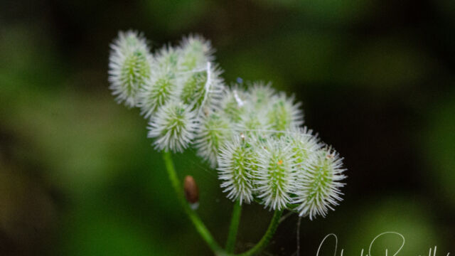 Tall sock destroyer, Torilis arvensis Tall sock destroyer, Torilis arvensis