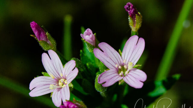 Fringed willowherb, Epilobium ciliatum Fringed willowherb, Epilobium ciliatum