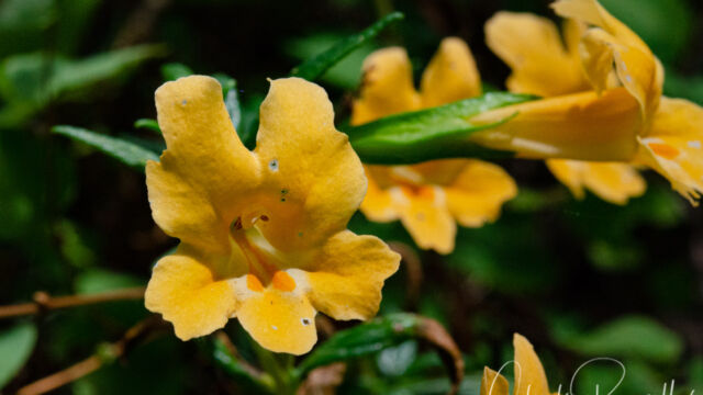 Orange bush monkeyflower, Diplacus aurantiacus Orange bush monkeyflower, Diplacus aurantiacus