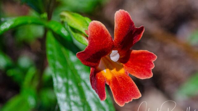Red Bush Monkeyflower, Diplacus puniceus Red Bush Monkeyflower, Diplacus puniceus