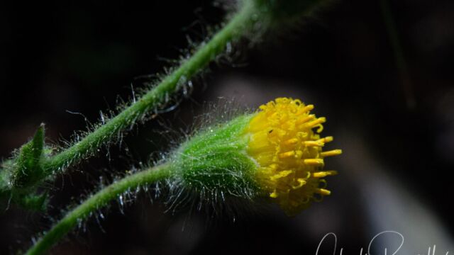 Rayless arnica, Arnica discoidea Rayless arnica, Arnica discoidea