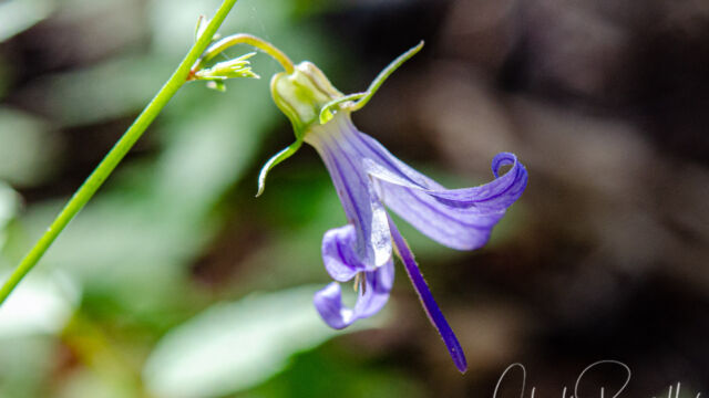 California harebell, Campanula prenanthoides v