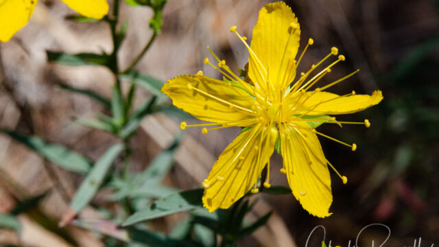 Gold wire, Hypericum concinnum Gold wire, Hypericum concinnum