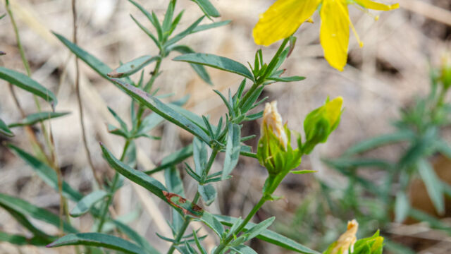 Gold wire, Hypericum concinnum - note leaf shape Gold wire, Hypericum concinnum