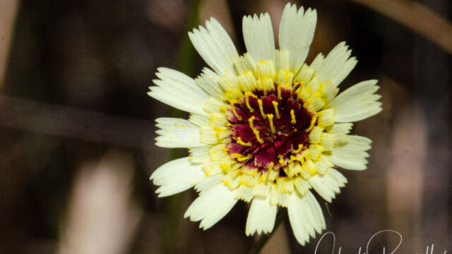 European milkwort, Tolpis barbata European milkwort, Tolpis barbata