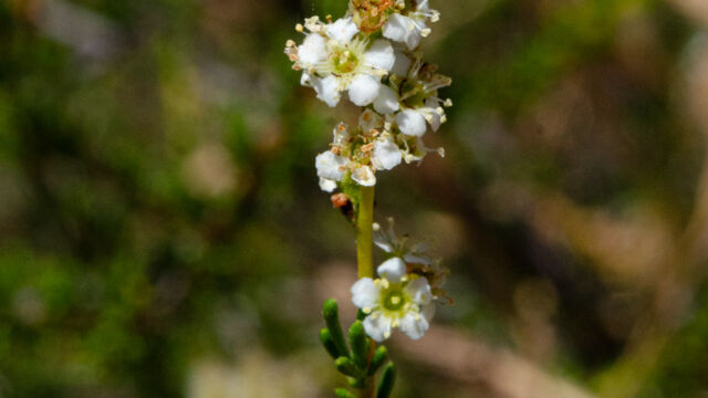 Chamise, Adenostoma fasciculatum Chamise, Adenostoma fasciculatum