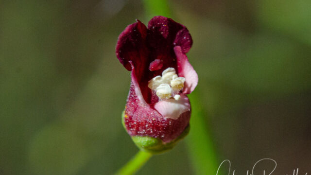 California bee plant, Scrophularia californica California bee plant, Scrophularia californica