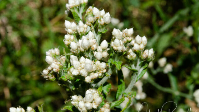 Ladies' Tobacco, Pseudognaphalium californicum Ladies' Tobacco, Pseudognaphalium californicum
