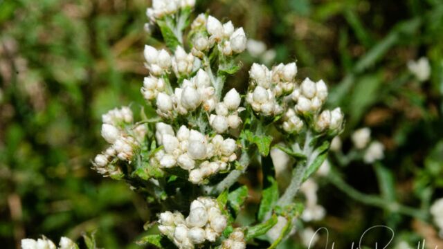 Ladies' Tobacco, Pseudognaphalium californicum Ladies' Tobacco, Pseudognaphalium californicum