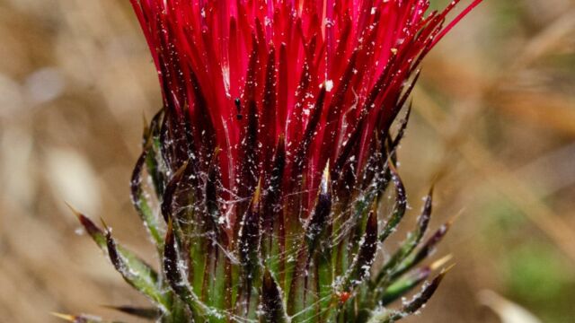 Cobweb thistle, Cirsium occidentale Cobweb thistle, Cirsium occidentale