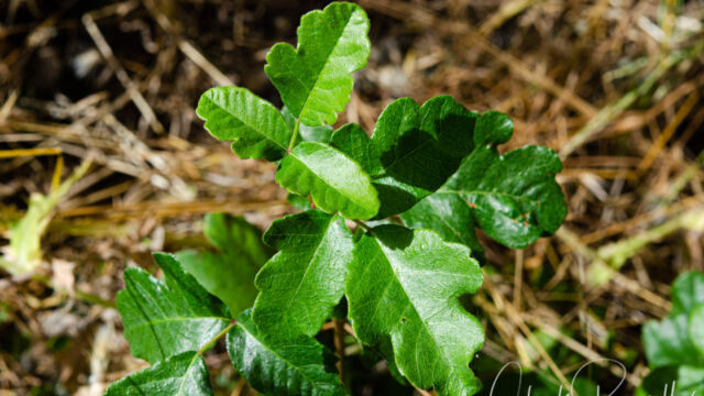 Poison oak, Toxicodendron diversilobum Poison oak, Toxicodendron diversilobum