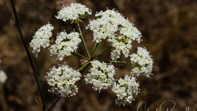 Yampah, Perideridia kelloggii Yampah, Perideridia kelloggii