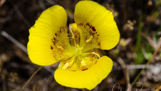 Yellow mariposa lily, Calochortus luteus Yellow mariposa lily, Calochortus luteus