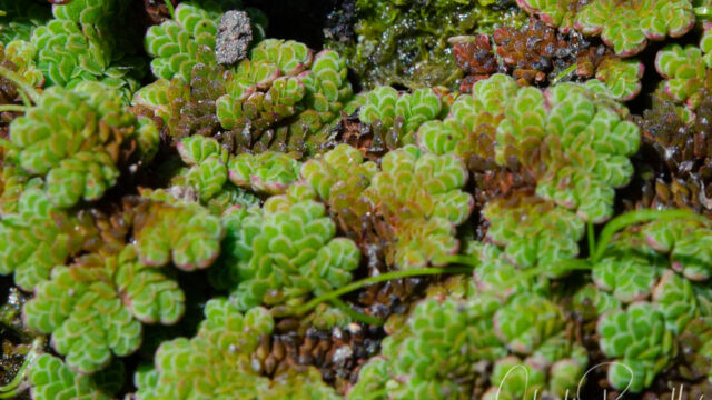 Mosquito fern, Azolla filiculoides Mosquito fern, Azolla filiculoides