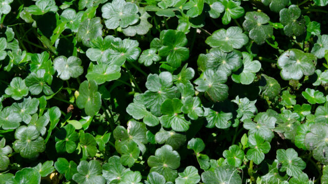 Marsh pennywort, Hydrocotyle ranunculoides Marsh pennywort, Hydrocotyle ranunculoides