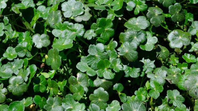 Marsh pennywort, Hydrocotyle ranunculoides Marsh pennywort, Hydrocotyle ranunculoides
