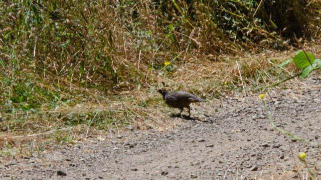 California Quail, Callipepla californica California Quail, Callipepla californica