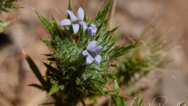 Skunkweed, Navarretia squarrosa Skunkweed, Navarretia squarrosa
