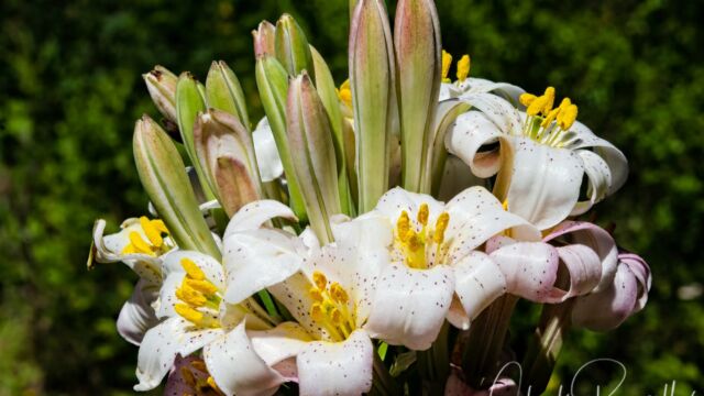 Redwood lily, Lilium rubescens. CNPS Rank 4.2 Redwood lily, Lilium rubescens