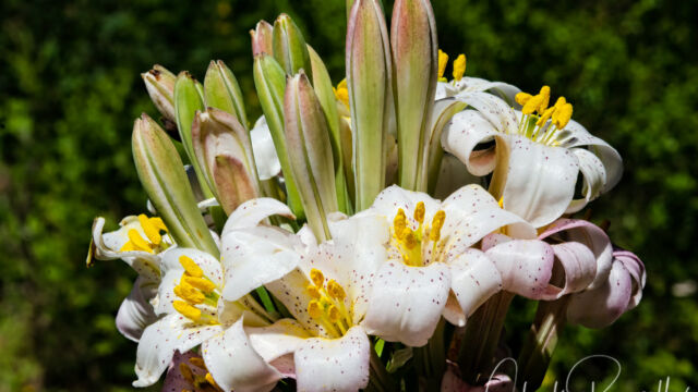 Redwood lily, Lilium rubescens. CNPS Rank 4.2 Redwood lily, Lilium rubescens