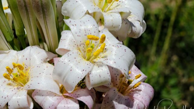 Redwood lily, Lilium rubescens. CNPS Rank 4.2 Redwood lily, Lilium rubescens