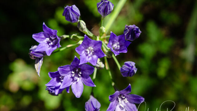 Ithuriel's spear, Triteleia laxa Ithuriel's spear, Triteleia laxa