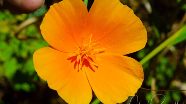 California poppy, Eschscholzia californica California poppy, Eschscholzia californica