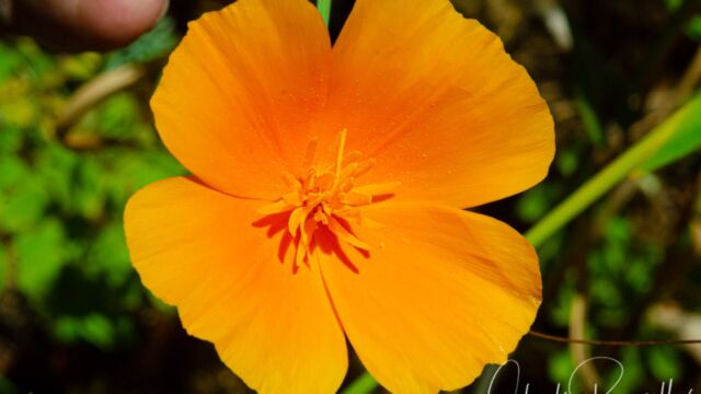 California poppy, Eschscholzia californica California poppy, Eschscholzia californica