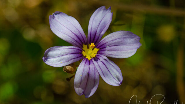 Western blue eyed grass, Sisyrinchium bellum Western blue eyed grass, Sisyrinchium bellum