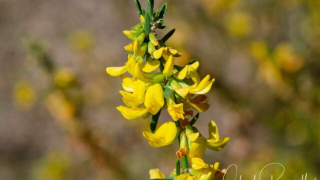 Deerweed, Acmispon glaber Deerweed, Acmispon glaber