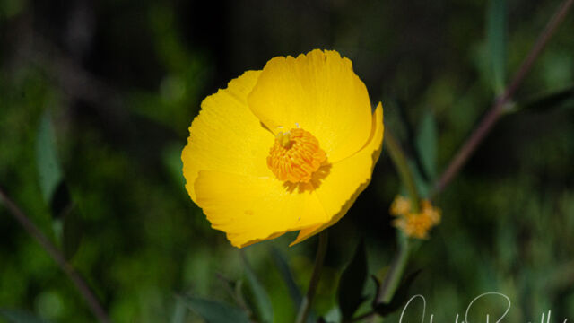 Bush poppy, Dendromecon rigida Bush poppy, Dendromecon rigida