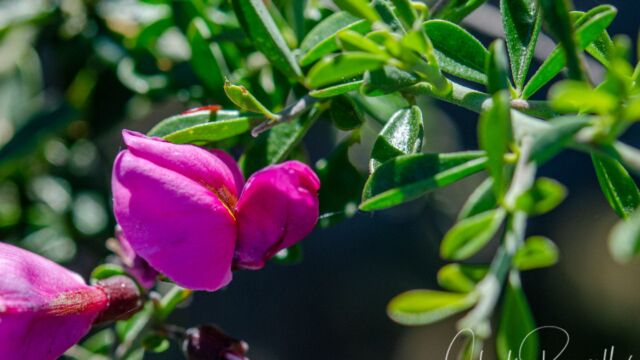Chaparral pea, Pickeringia montana Chaparral pea, Pickeringia montana